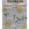 Астра Гигантские лучи Синяя
