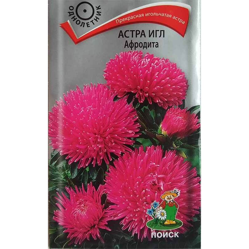 Астра игл Афродита