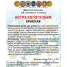 Астра коготковая Красная
