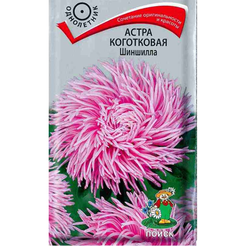 Астра коготковая Шиншилла