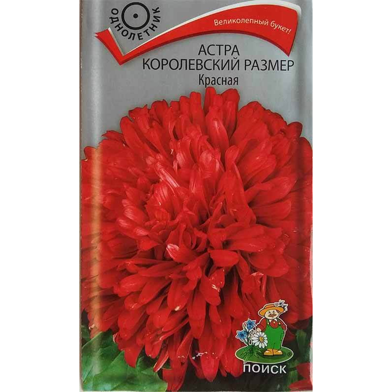 Астра королевский размер Красная