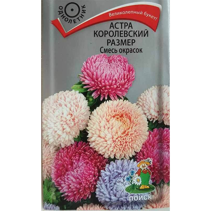 Астра королевский размер Смесь окрасок