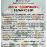 Астра низкорослая Белый ковер