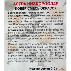 Астра низкорослая Ковер смесь окрасок