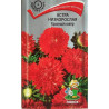 Астра низкорослая Красный ковер