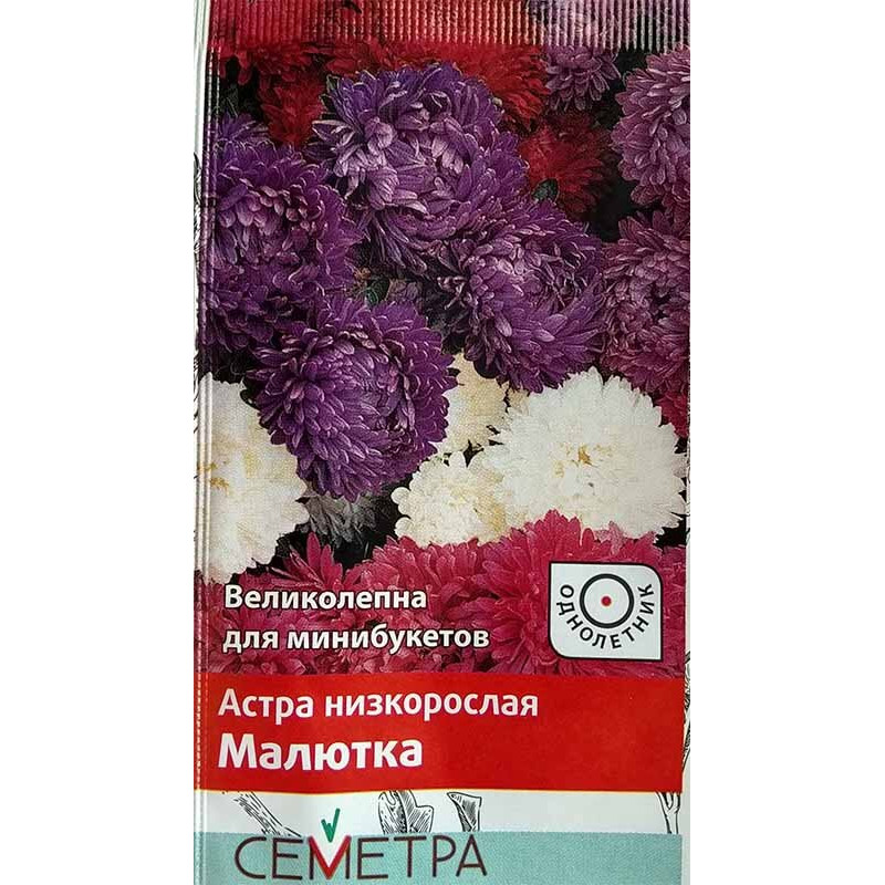 Астра низкорослая Малютка