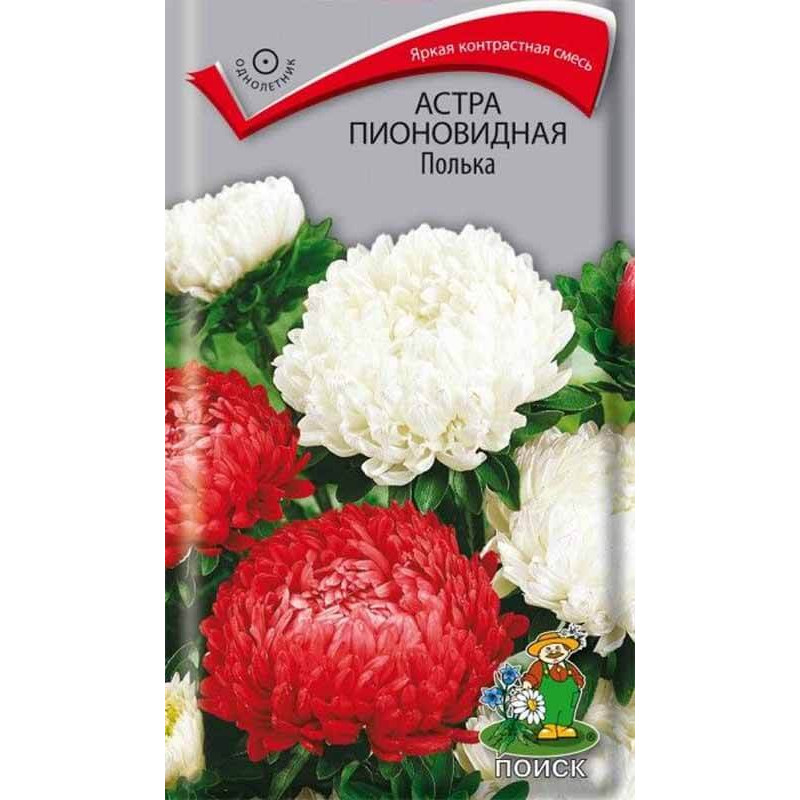 Астра пионовидная Полька