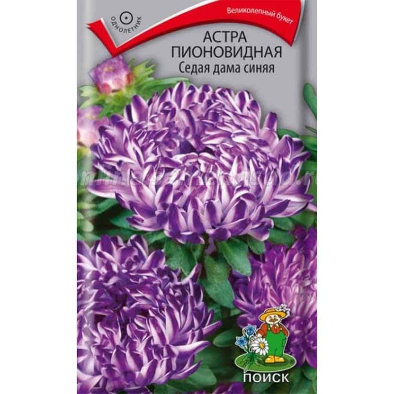 Астра пионовидная Седая дама синяя