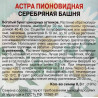 Астра пионовидная Серебряная башня