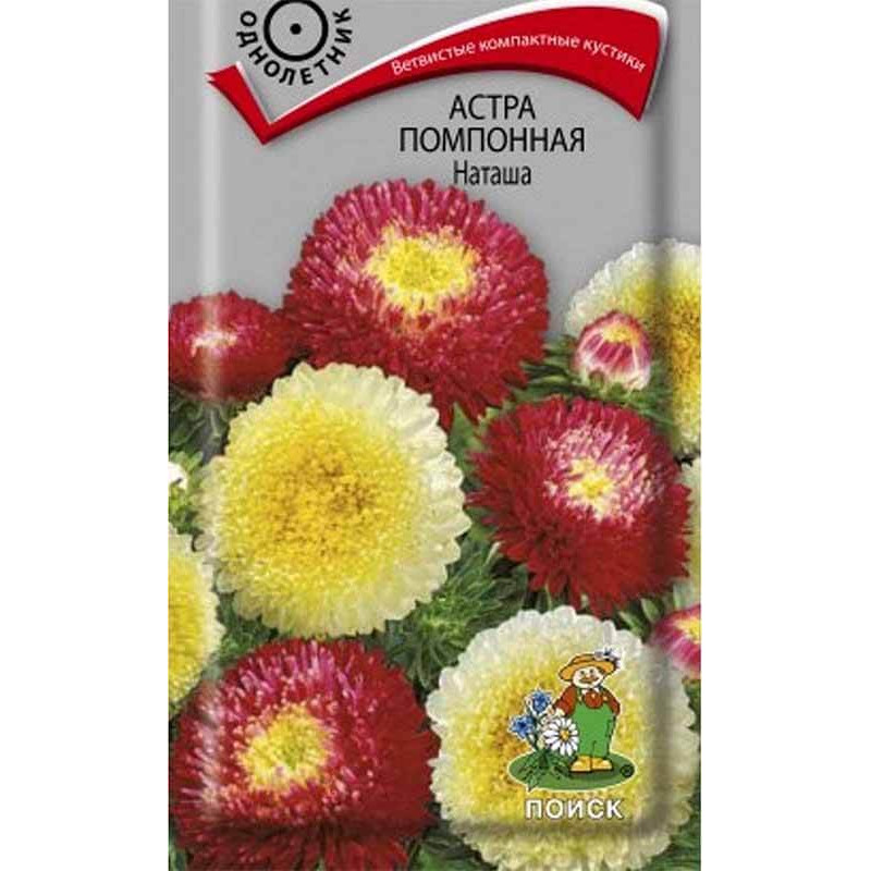 Астра помпонная Наташа