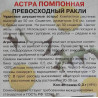 Астра помпонная Превосходный Ракли