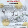 Астра ювел Аметрин