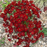 Кореопсис красильный Амулет