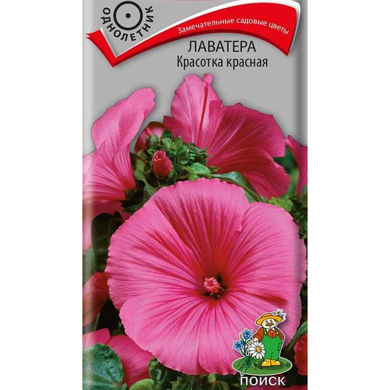 Лаватера Красотка красная