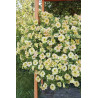 Петуния ампельная F1 Даймонд Сан Шейдез