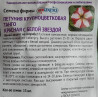 Петуния крупноцветковая Танго Красная с белой звездой
