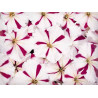 Петуния мультифлора Селебрити Бургунди Стар