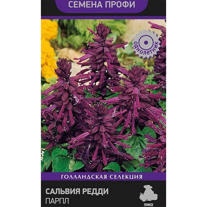 Сальвия Редди Парпл