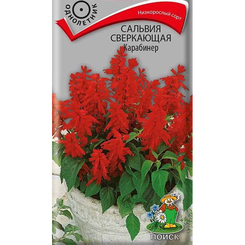 Сальвия сверкающая Карабинер