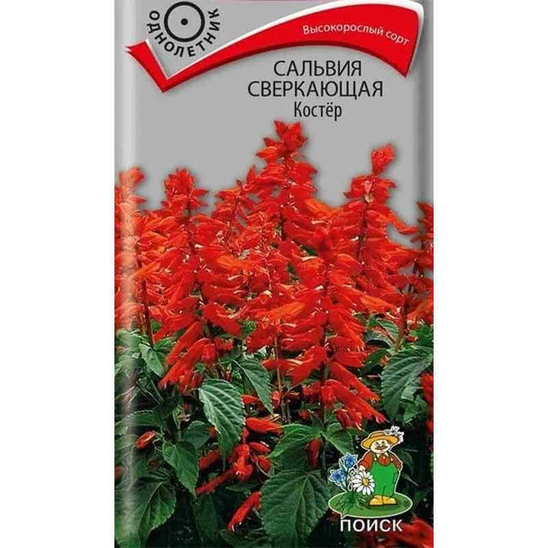 Сальвия сверкающая Костер