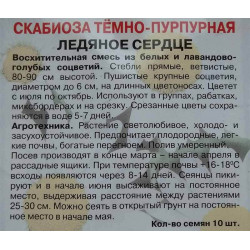 Скабиоза темно-пурпурная Ледяное сердце