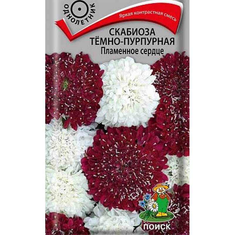 Скабиоза темно-пурпурная Пламенное сердце