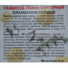 Скабиоза темно-пурпурная Пламенное сердце