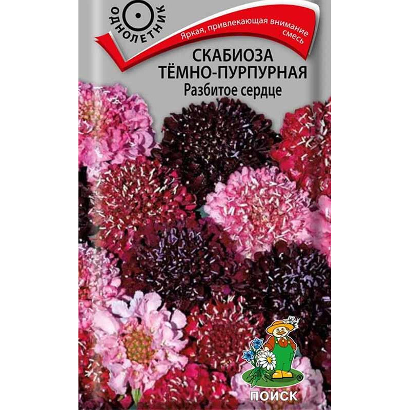 Скабиоза темно-пурпурная Разбитое сердце