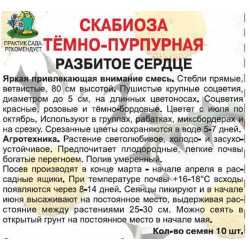 Скабиоза темно-пурпурная Разбитое сердце