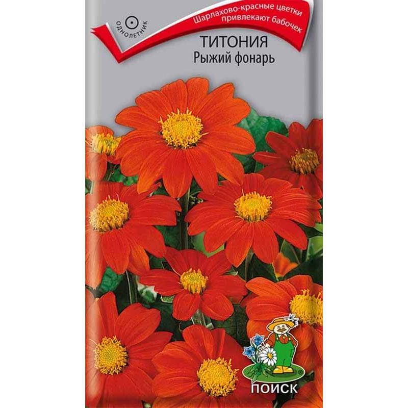 Титония Рыжий фонарь