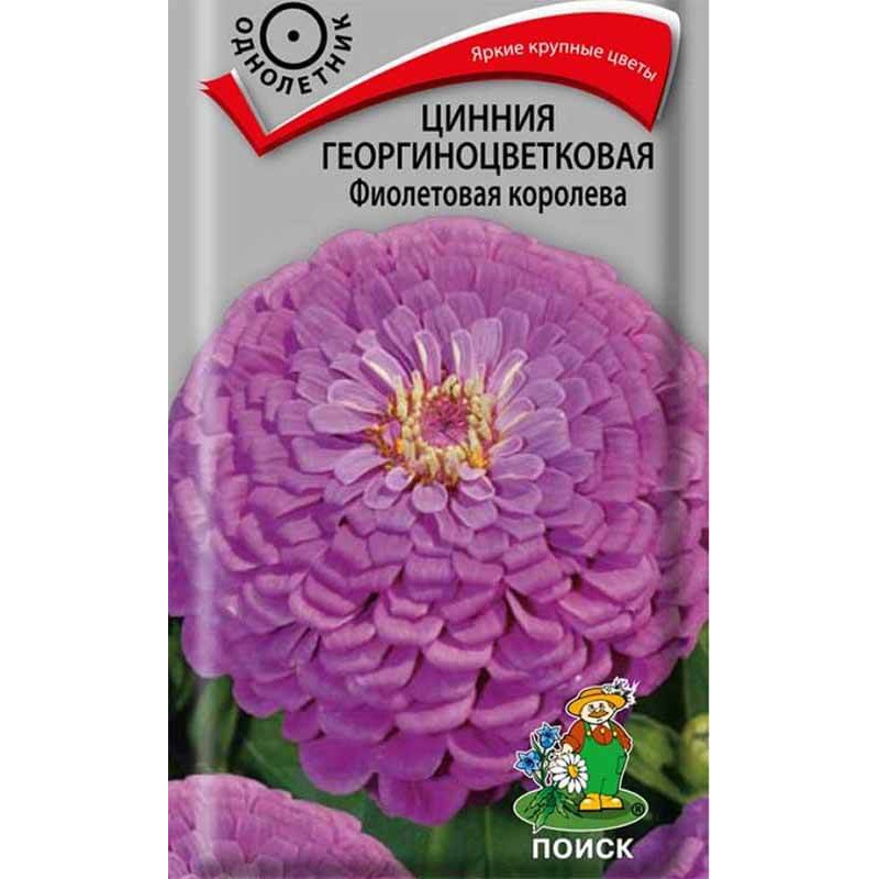 Цинния георгиноцветковая Фиолетовая королева