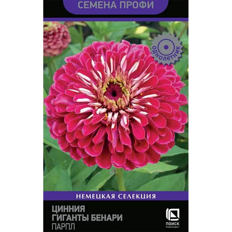 Цинния Гиганты Бенари Парпл