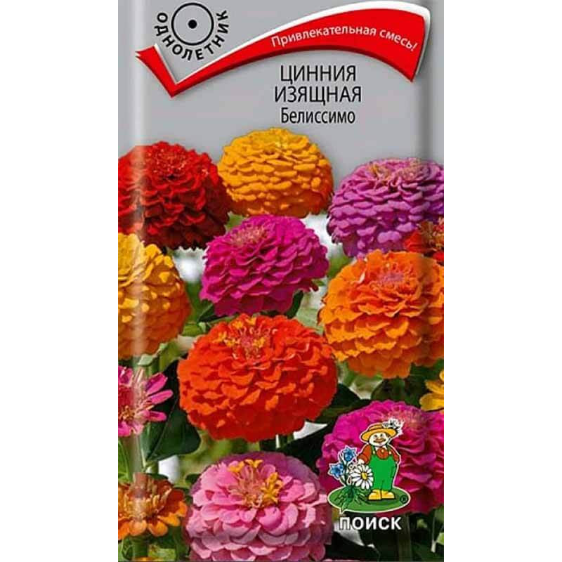 Цинния изящная Белиссимо