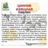 Цинния изящная Павлин