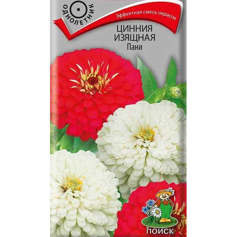 Цинния изящная Пани
