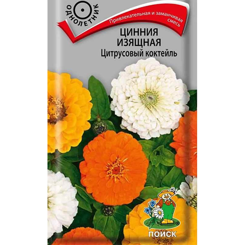 Цинния изящная Цитрусовый коктейль