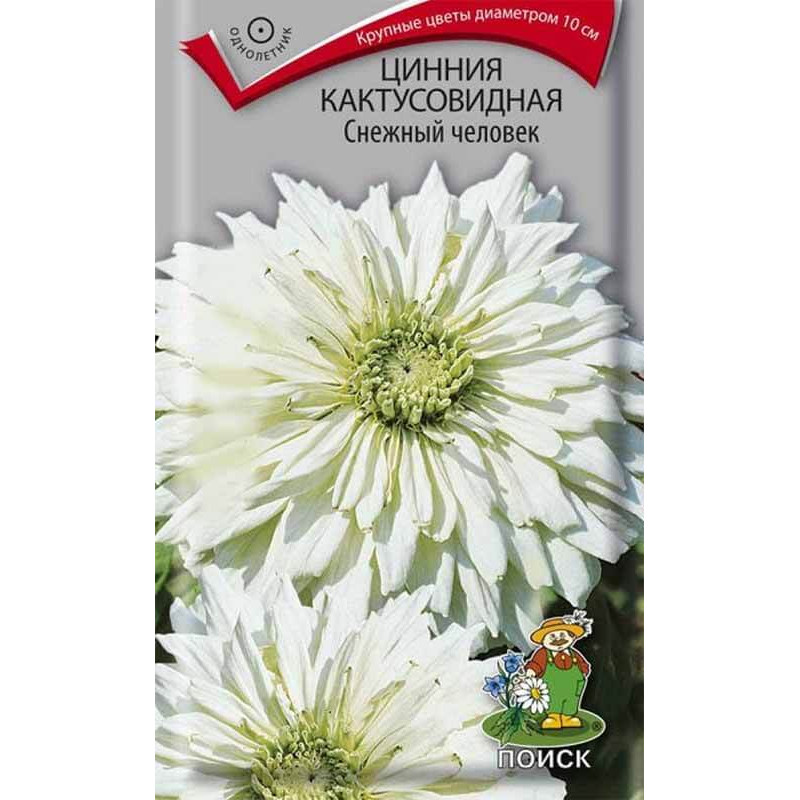 Цинния кактусовидная Снежный человек