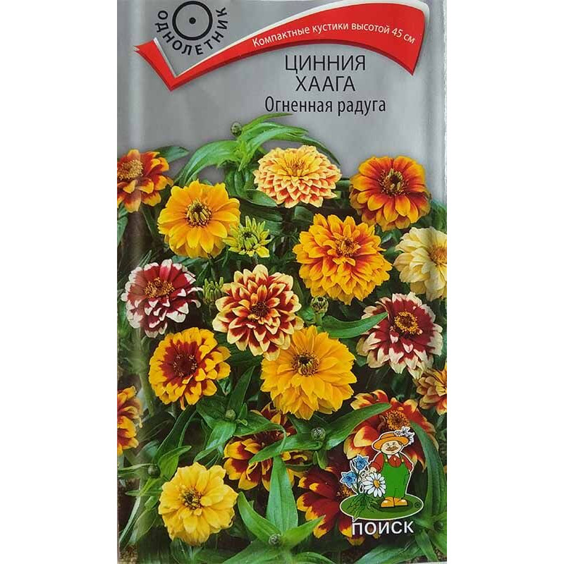 Цинния Хаага Огненная радуга