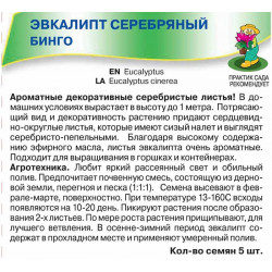 Эвкалипт серебряный Бинго
