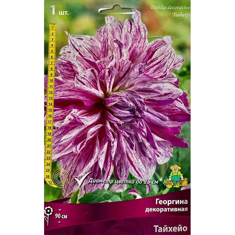 Георгина декоративная Тайхейо