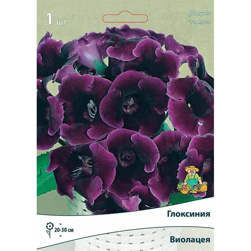 Глоксиния Виолацея