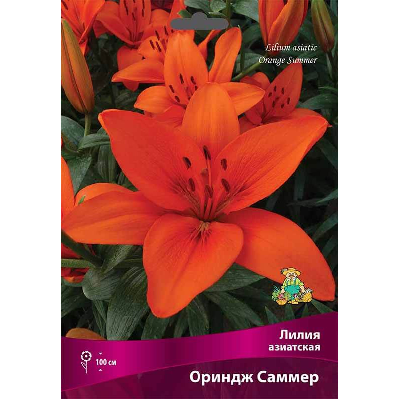 Лилия азиатская Ориндж Саммер