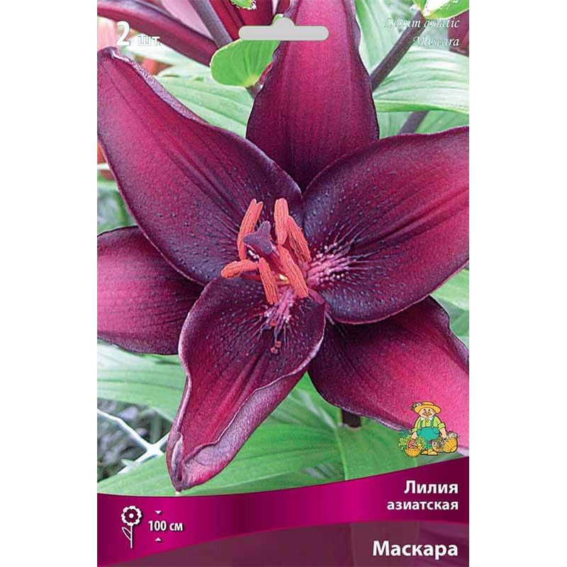 Лилия азиатская Маскара