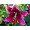 Лилия восточная Рио Негро