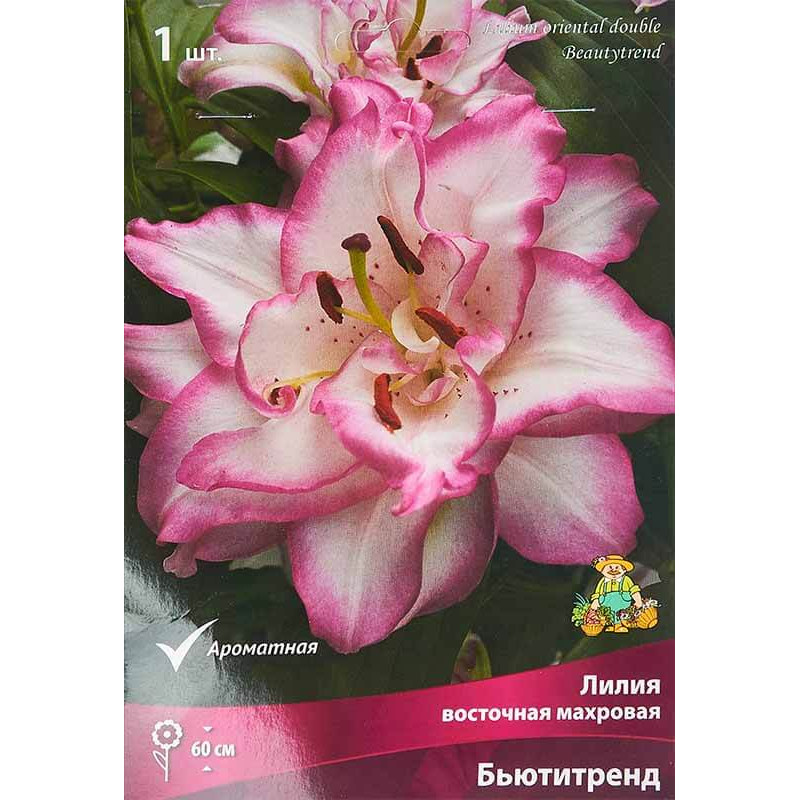 Лилия восточная махровая Бьютитренд