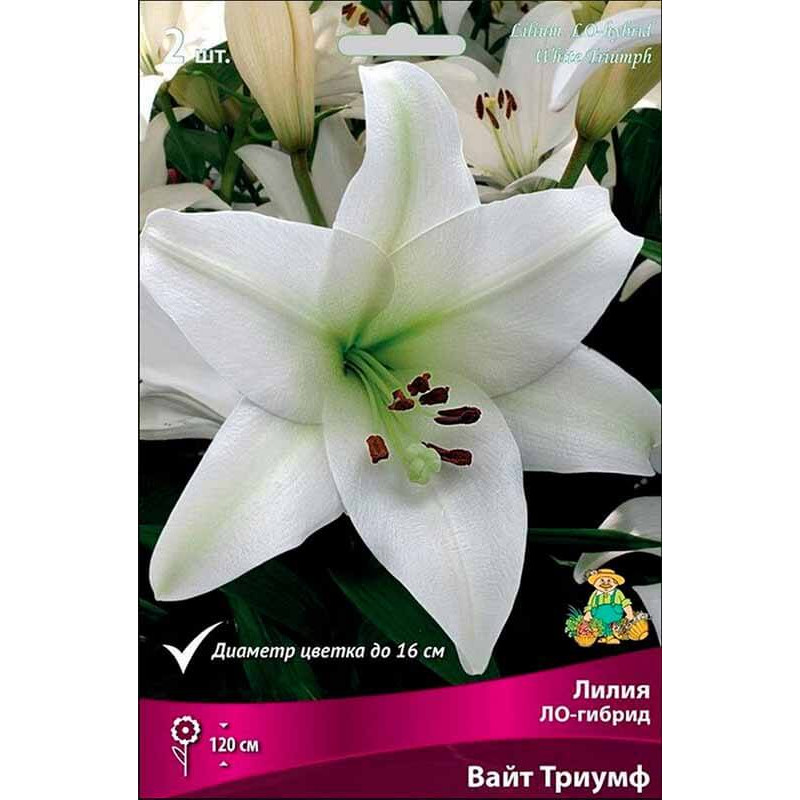 Лилия ЛО-гибрид Вайт Триумф