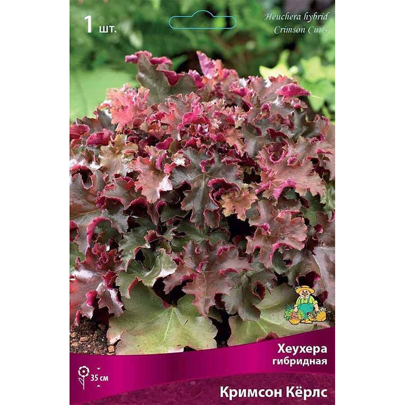 Гейхера гибридная Кримсон Кёрлс